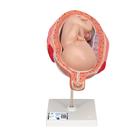 Fetus Modell, 7. Monat, 1000329 [L10/8], Schwangerschaft