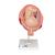 Fetus Modell, 7. Monat, 1000329 [L10/8], Mensch (Small)