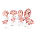 Pregnancy Models Series, 8 Individual Embryo & Fetus Models, 1018627 [L10], Pregnancy Models