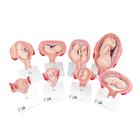 Набор из моделей «Стадии беременности» 3B Scientific® - 3B Smart Anatomy, 1018627 [L10], Модели по оплодотворению и эмбриональному развитию человека
