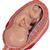 Pregnancy Models Series, 5 Embryo & Fetus Models on a Base, 1018633 [L11/9], Pregnancy Models (Small)