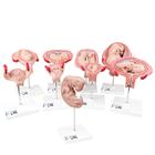 Deluxe Pregnancy Models Series, 9 Individual Embryo & Fetus Models, 1018628 [L11], Human