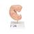 인간 배아 모형 Human Embryo Model, 25 times Life-Size, 1014207 [L15], 임신 모형 (Small)