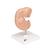 인간 배아 모형 Human Embryo Model, 25 times Life-Size, 1014207 [L15], 임신 모형 (Small)