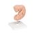 인간 배아 모형 Human Embryo Model, 25 times Life-Size, 1014207 [L15], 임신 모형 (Small)