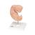 인간 배아 모형 Human Embryo Model, 25 times Life-Size, 1014207 [L15], 임신 모형 (Small)