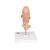 Human Embryo Model, 25 times Life-Size, 1014207 [L15], Pregnancy Models (Small)