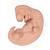 Human Embryo Model, 25 times Life-Size, 1014207 [L15], Pregnancy Models (Small)