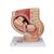 Pregnancy Pelvis Model in Median Section with Removable Fetus (40 weeks), 3 part, 1000333 [L20], Human (Small)