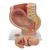 Pregnancy Pelvis Model in Median Section with Removable Fetus (40 weeks), 3 part, 1000333 [L20], Pregnancy and Childbirth Education (Small)