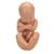 Pregnancy Pelvis Model in Median Section with Removable Fetus (40 weeks), 3 part, 1000333 [L20], Pregnancy and Childbirth Education (Small)