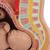 Pelvis de embarazo, 3 piezas. - 3B Smart Anatomy, 1000333 [L20], Ser humano (Small)