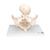 Childbirth Demonstration Pelvis Skeleton Model with Fetal Skull, 1000334 [L30], Pregnancy and Childbirth Education (Small)