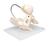 Childbirth Demonstration Pelvis Skeleton Model with Fetal Skull, 1000334 [L30], Pregnancy and Childbirth Education (Small)