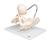 Childbirth Demonstration Pelvis Skeleton Model with Fetal Skull, 1000334 [L30], Pregnancy Models (Small)