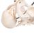 Childbirth Demonstration Pelvis Skeleton Model with Fetal Skull, 1000334 [L30], Pregnancy and Childbirth Education (Small)