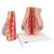 Model of Female Breast with Healthy & Unhealthy Tissue, 1008497 [L56], Women's Health Education (Small)