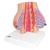 Model of Female Breast with Healthy & Unhealthy Tissue, 1008497 [L56], Women's Health Education (Small)