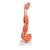 Muscle Arm Model, 3/4 Life-Size, 6 part, 1000015 [M10], Muscle Models (Small)