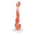 Muscle Arm Model, 3/4 Life-Size, 6 part, 1000015 [M10], Muscle Models (Small)