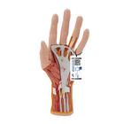 손 내부 모형 Life-Size Hand Model with Muscles, Tendons, Ligaments, Nerves & Arteries, 3 part, 1000349 [M18], 팔 및 손 골격 모형