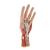 손 내부 모형 Life-Size Hand Model with Muscles, Tendons, Ligaments, Nerves & Arteries, 3 part, 1000349 [M18], 팔 및 손 골격 모형 (Small)