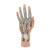 손 내부 모형 Life-Size Hand Model with Muscles, Tendons, Ligaments, Nerves & Arteries, 3 part, 1000349 [M18], 팔 및 손 골격 모형 (Small)