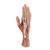 손 내부 모형 Life-Size Hand Model with Muscles, Tendons, Ligaments, Nerves & Arteries, 3 part, 1000349 [M18], 팔 및 손 골격 모형 (Small)