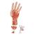 손 내부 모형 Life-Size Hand Model with Muscles, Tendons, Ligaments, Nerves & Arteries, 3 part, 1000349 [M18], 팔 및 손 골격 모형 (Small)