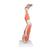 Muscle Leg Model, 3/4 Life-Size, 9 part, 1000351 [M20], Muscle Models (Small)