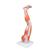 Muscles de la jambe, en 9 parties, 1000351 [M20], Modèles de musculatures (Small)