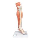 Life-Size Lower Muscle Leg Model with Detachable Knee, 3 part, 1000353 [M22], Muscle Models