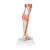 Life-Size Lower Muscle Leg Model with Detachable Knee, 3 part, 1000353 [M22], Muscle Models (Small)