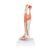 Life-Size Lower Muscle Leg Model with Detachable Knee, 3 part, 1000353 [M22], Muscle Models (Small)