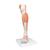 Life-Size Lower Muscle Leg Model with Detachable Knee, 3 part, 1000353 [M22], Muscle Models (Small)