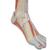 Life-Size Lower Muscle Leg Model with Detachable Knee, 3 part, 1000353 [M22], Muscle Models (Small)