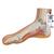 Normal Foot Model, 1000354 [M30], Joint Models (Small)