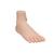 Normal Foot Model, 1000354 [M30], Joint Models (Small)