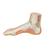 Normal Foot Model, 1000354 [M30], Joint Models (Small)