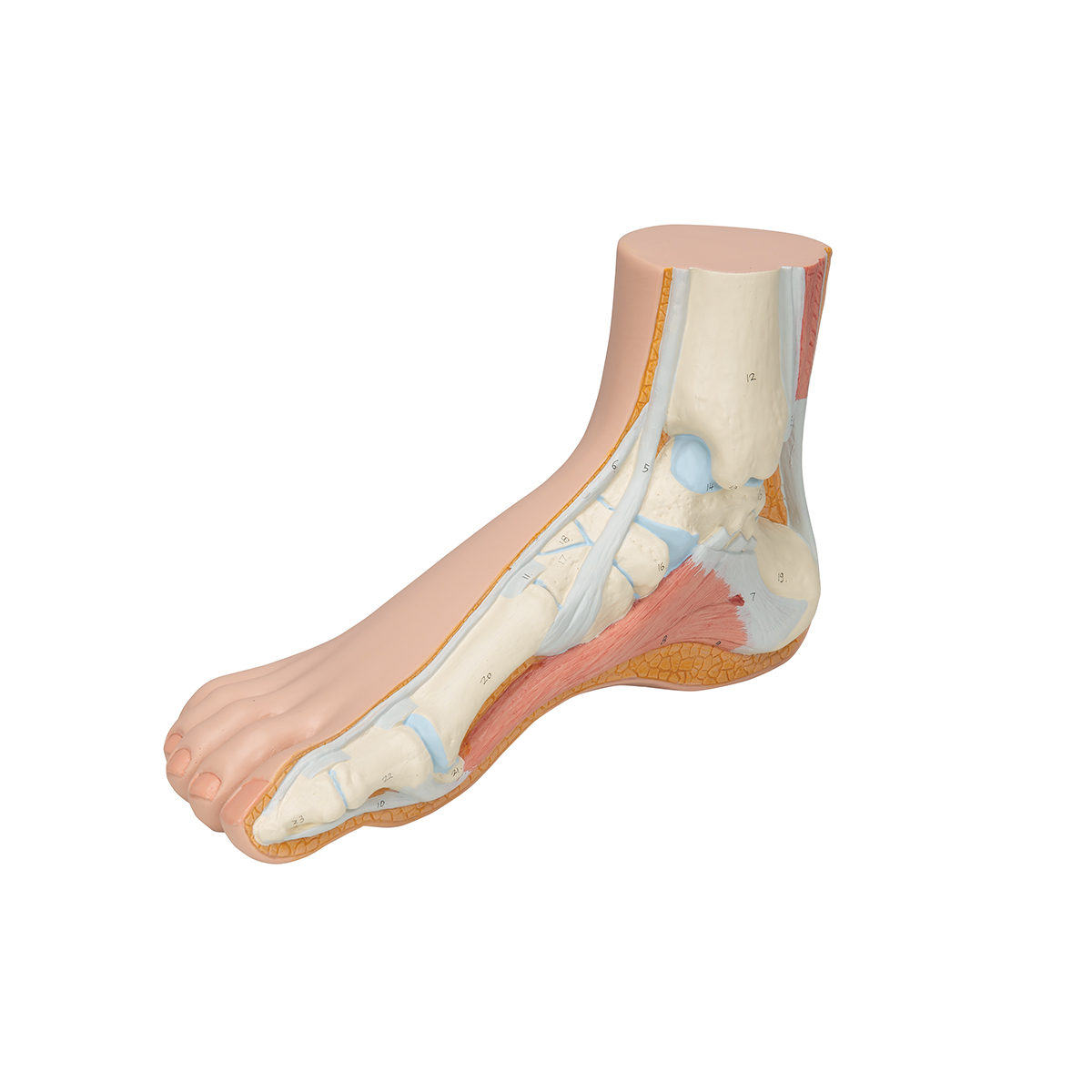 Anatomical Teaching Models - Plastic Human Joint Models - Foot Model