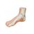 정상발 Normal Foot Model, 1000354 [M30], 관절 모형 (Small)