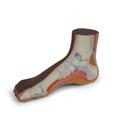 Normal Foot Model, dark skin - 3B Smart Anatomy, 1024387 [M30D], Anatomical Models