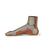 Normal Foot Model, dark skin - 3B Smart Anatomy, 1024387 [M30D], Joint Models (Small)