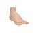 Hollow Foot (Pes Cavus) Model, 1000356 [M32], Joint Models (Small)