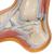 Hollow Foot (Pes Cavus) Model, 1000356 [M32], Joint Models (Small)