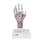 Modell des Handskeletts mit Bändern & Muskeln, 1000358 [M33/1], Gelenkmodelle