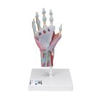 Modelo del esqueleto de la mano con ligamentos y músculos - 3B Smart Anatomy, 1000358 [M33/1], Modelos de esqueleto de brazo y mano