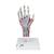 Hand Skeleton Model with Ligaments & Muscles, 1000358 [M33/1], Arm and Hand Skeleton Models (Small)