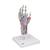 Hand Skeleton Model with Ligaments & Muscles, 1000358 [M33/1], Arm and Hand Skeleton Models (Small)