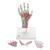 Hand Skeleton Model with Ligaments & Muscles, 1000358 [M33/1], Arm and Hand Skeleton Models (Small)